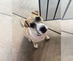 Small #14 American Pit Bull Terrier-Golden Retriever Mix