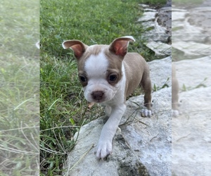 Boston Terrier Puppy for sale in HEATH, OH, USA