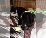 Small #2 Basset Hound Mix