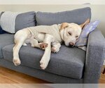 Small Photo #14 Labrador Retriever-Unknown Mix Puppy For Sale in Princeton, MN, USA