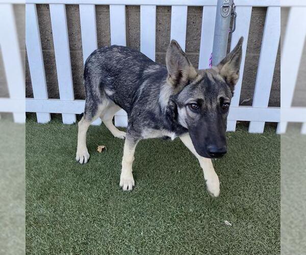 Medium Photo #1 German Shepherd Dog-Unknown Mix Puppy For Sale in Modesto, CA, USA
