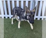 Small German Shepherd Dog Mix