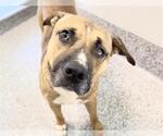 Small #1 American Pit Bull Terrier