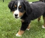 Small Photo #18 Bernese Mountain Dog Puppy For Sale in SPRINGFIELD, OH, USA
