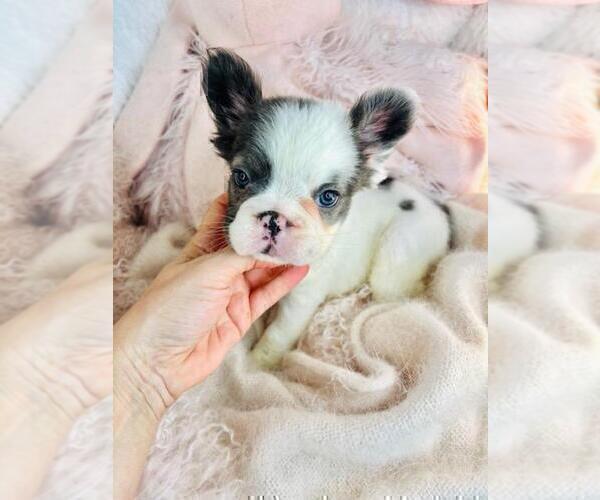 Medium Photo #5 French Bulldog Puppy For Sale in WEST PALM BEACH, FL, USA