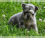Small #6 French Bulldog