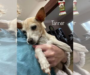 Chihuahua-Unknown Mix Dogs for adoption in Oakhurst, NJ, USA