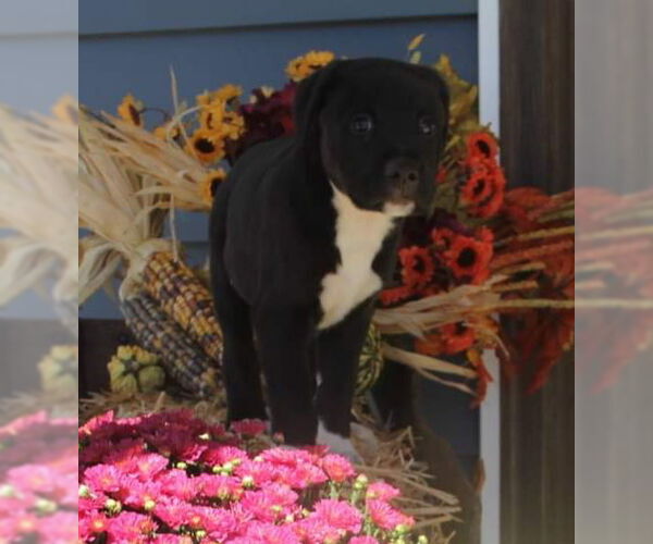 Medium Photo #6 Mutt Puppy For Sale in Westminster, MD, USA