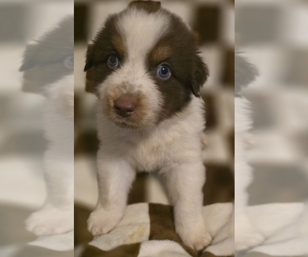 Medium Photo #5 Australian Shepherd Puppy For Sale in ROY, UT, USA