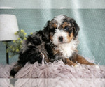 Small Photo #9 Bernedoodle (Miniature) Puppy For Sale in PARADISE, PA, USA