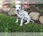 Small Photo #2 Dalmatian Puppy For Sale in MILLERSBURG, OH, USA