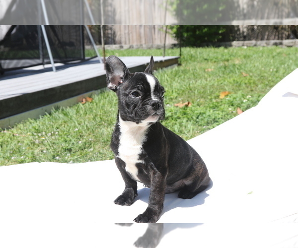 Medium Photo #3 French Bulldog Puppy For Sale in HOLLYWOOD, FL, USA