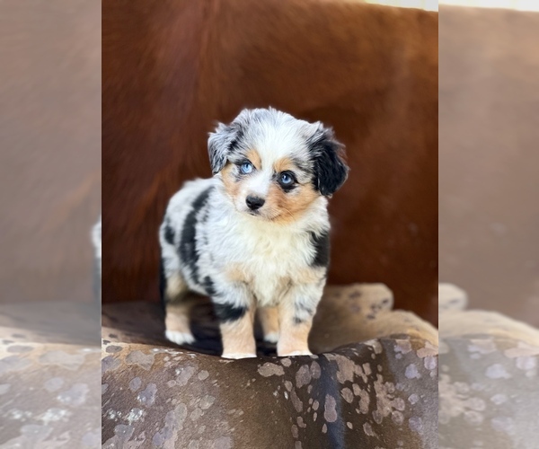 Medium Photo #1 Miniature Australian Shepherd Puppy For Sale in WESLEY CHAPEL, FL, USA