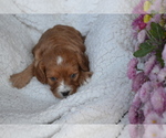Small #1 Cavapoo