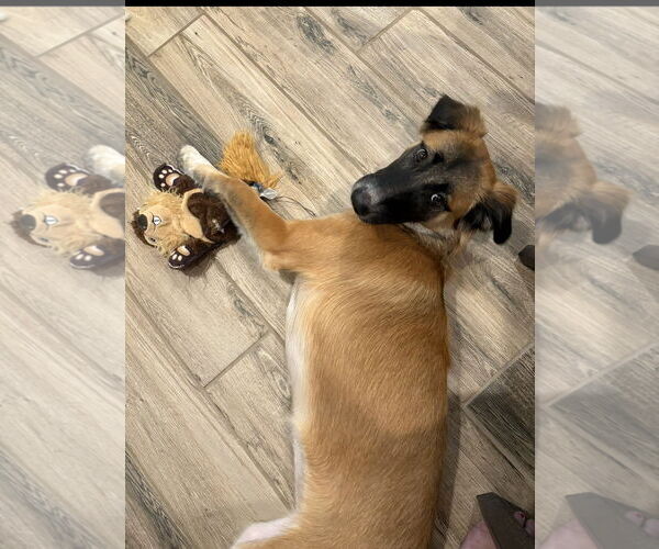 Medium Photo #2 Shepradors Puppy For Sale in Missouri City, TX, USA