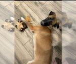 Small #1 Shepradors