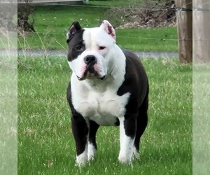 Father of the American Bully puppies born on 12/29/2025