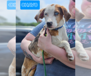 Mutt Dogs for adoption in Cranston, RI, USA