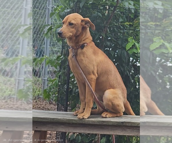 Medium Photo #4 Mutt Puppy For Sale in Bloomingdale, NJ, USA