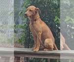 Small #3 Mutt