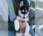 Small Photo #57 Siberian Husky Puppy For Sale in TRIMBLE, MO, USA
