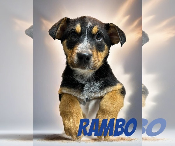 Medium Photo #6 Mutt Puppy For Sale in Highland, IL, USA