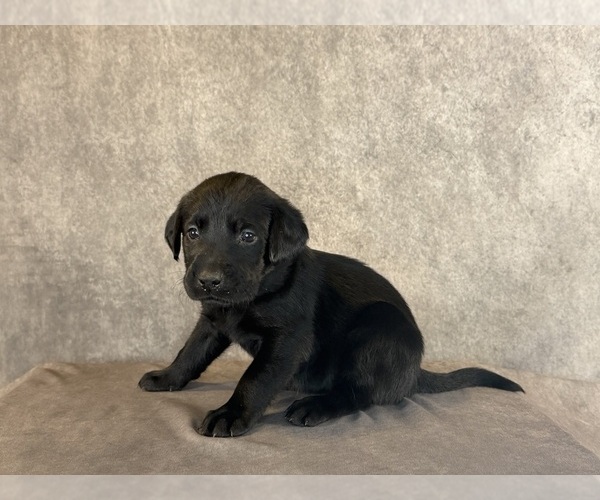 Medium Photo #6 Labrador Retriever Puppy For Sale in WHITNEY, TX, USA