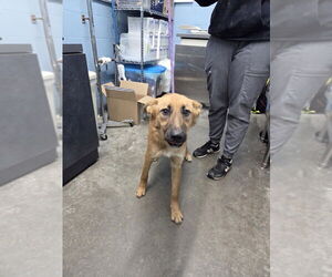 German Shepherd Dog Dogs for adoption in Evansville, IN, USA