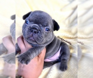 French Bulldog Puppy for sale in OJAI, CA, USA