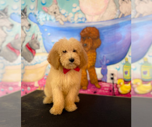 Goldendoodle (Miniature) Puppy for sale in KINSTON, NC, USA