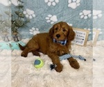 Small #4 Goldendoodle mix (+ Poodle Miniature)