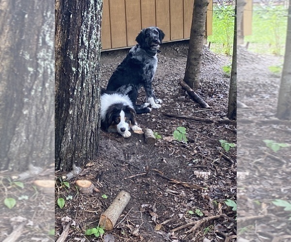 Medium Photo #1 F2 Aussiedoodle Puppy For Sale in ONAWAY, MI, USA