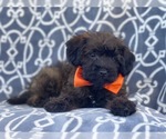 Small Photo #8 Poodle (Miniature)-Shorkie Tzu Mix Puppy For Sale in LAKELAND, FL, USA