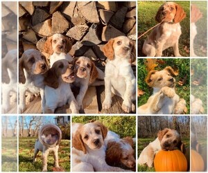 Brittany Puppy for Sale in BERKSHIRE, New York USA