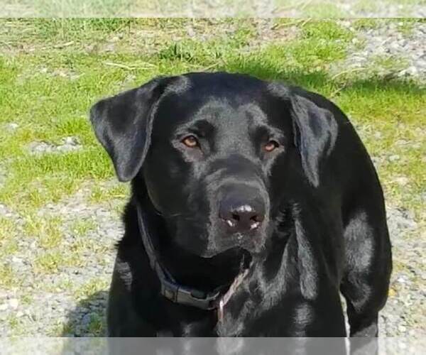 Medium Photo #1 Labrador Retriever Puppy For Sale in GRAHAM, WA, USA