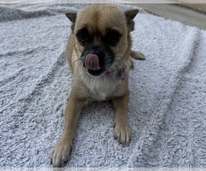 Lola - Female Chug Dog for Adoption - Photo #3