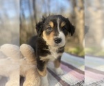 Small Photo #7 Australian Shepherd Puppy For Sale in FARMVILLE, VA, USA