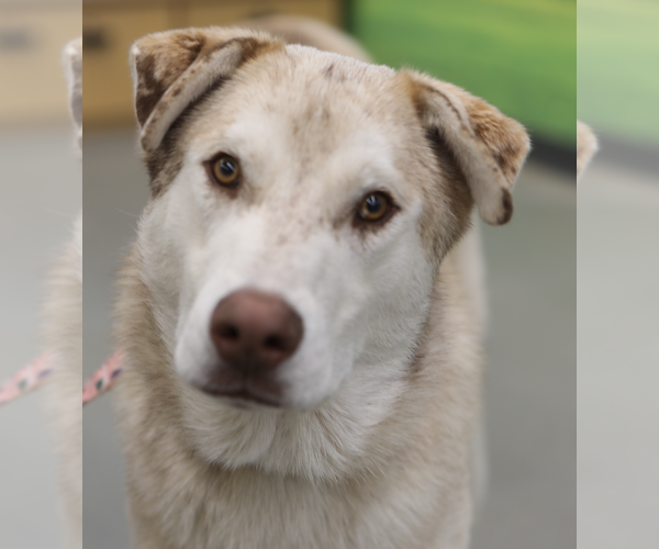 Medium Photo #5 Aussie Siberian Puppy For Sale in Decatur, GA, USA