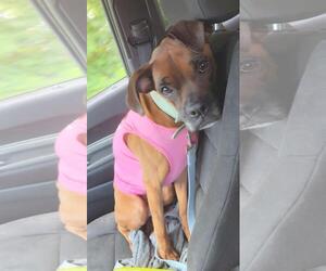 Boxer Dogs for adoption in Rootstown, OH, USA