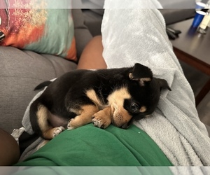 Chihuahua Puppy for sale in SHERMAN OAKS, CA, USA