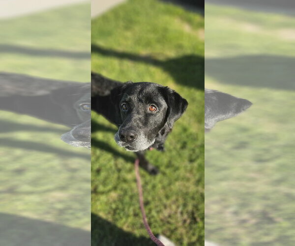 Medium Photo #2 Labrador Retriever-Unknown Mix Puppy For Sale in Fort Worth, TX, USA
