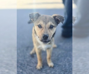 Mutt Dogs for adoption in Sandy, UT, USA