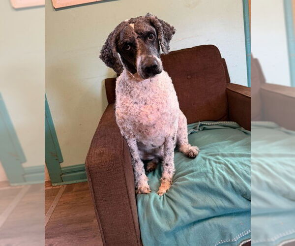 Medium Photo #3 Aussiedoodle Puppy For Sale in Pacolet, SC, USA