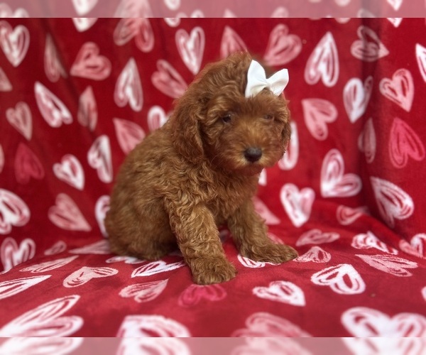 Medium Photo #6 Goldendoodle (Miniature) Puppy For Sale in LAKELAND, FL, USA