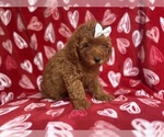 Small #5 Goldendoodle (Miniature)