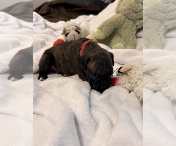 Medium Photo #2 Boxer Puppy For Sale in LANSING, MI, USA