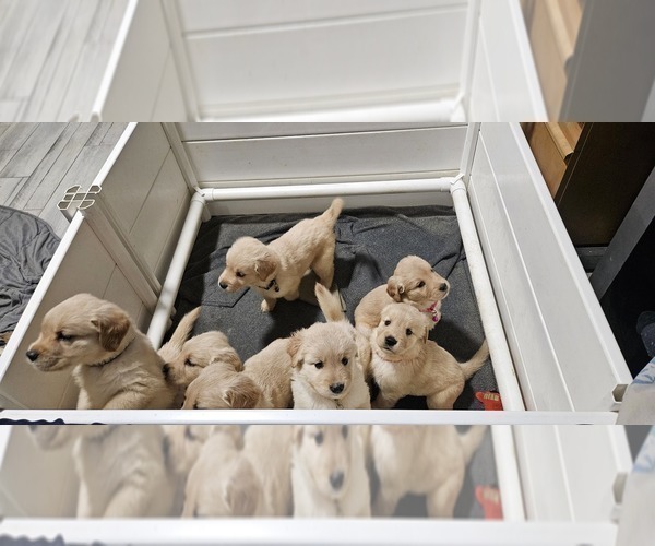 Medium Photo #1 Golden Retriever Puppy For Sale in LANCASTER, CA, USA