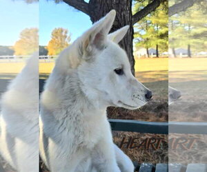 Stitch - Male Siberian Husky Dog for Adoption - Photo #2
