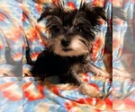 Puppy Puppy 1 Snorkie