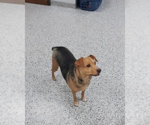 Medium Photo #5 Jack-A-Bee Puppy For Sale in Rootstown, OH, USA